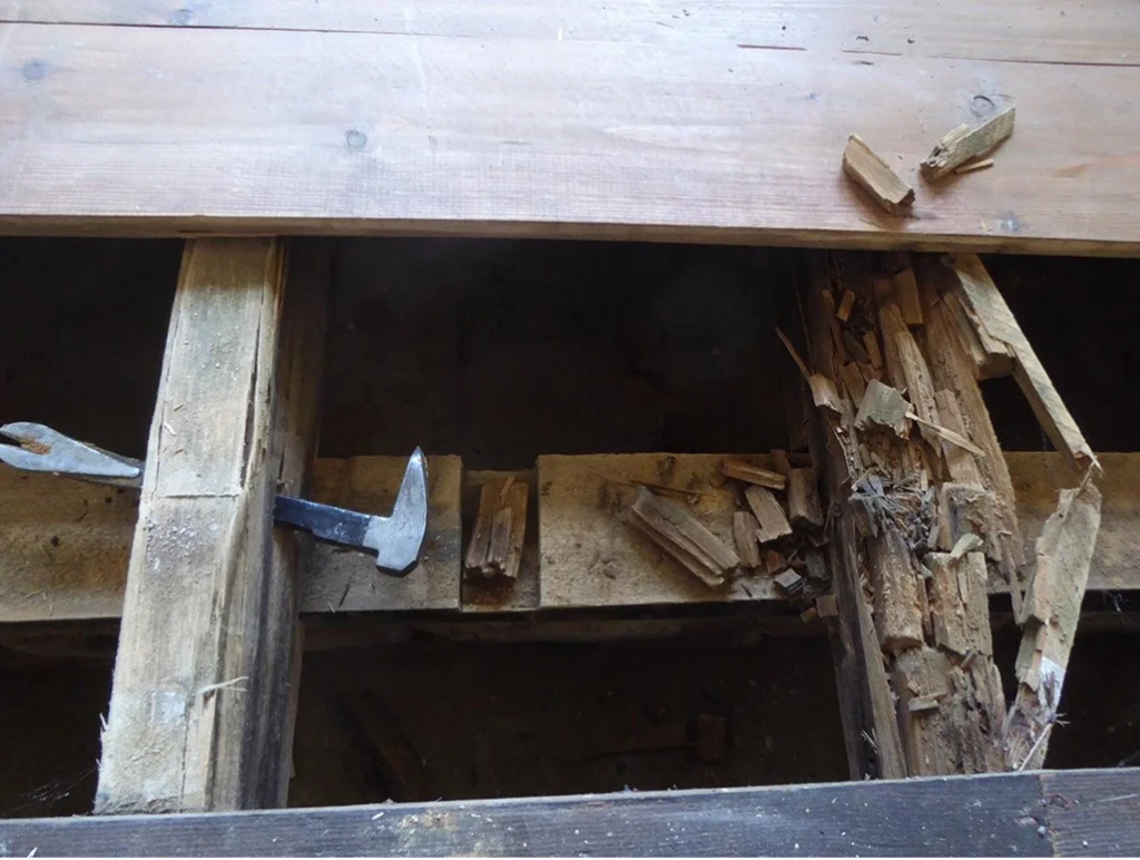 Damp and Timber Surveys