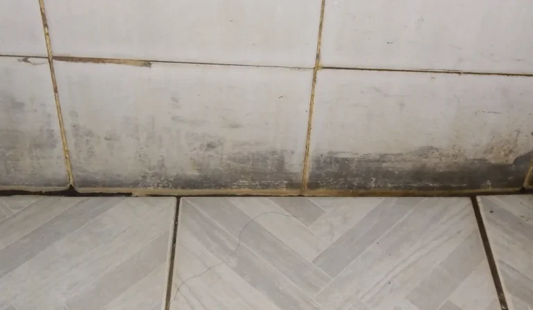 Awaabs Law black mould on a wall in a rented home