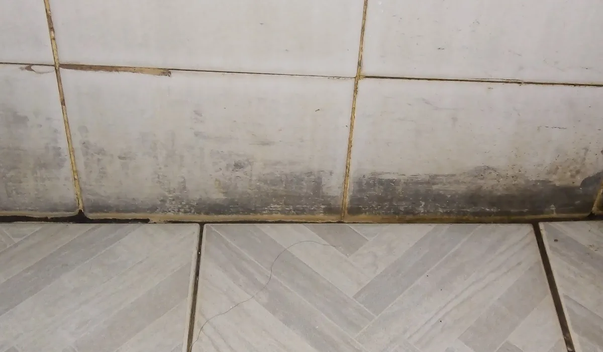 Awaabs Law black mould on a wall in a rented home