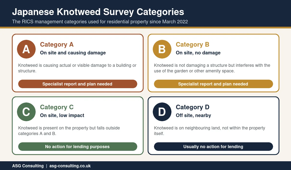 Japanese knotweed survey categories A to D used by RICS surveyors and what each means for lending