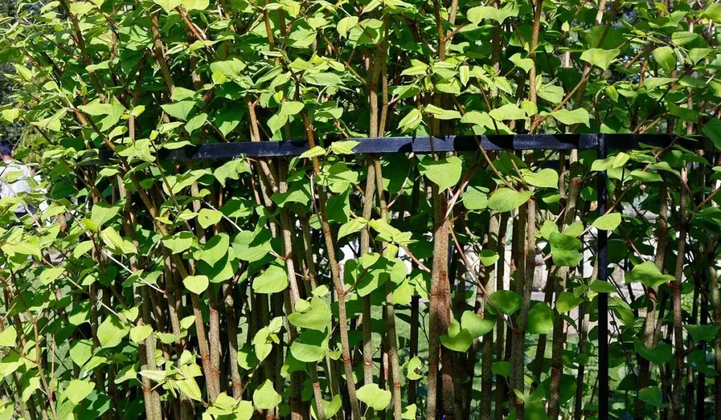 Japanese knotweed survey example, dense knotweed stems and shield shaped leaves growing through railings