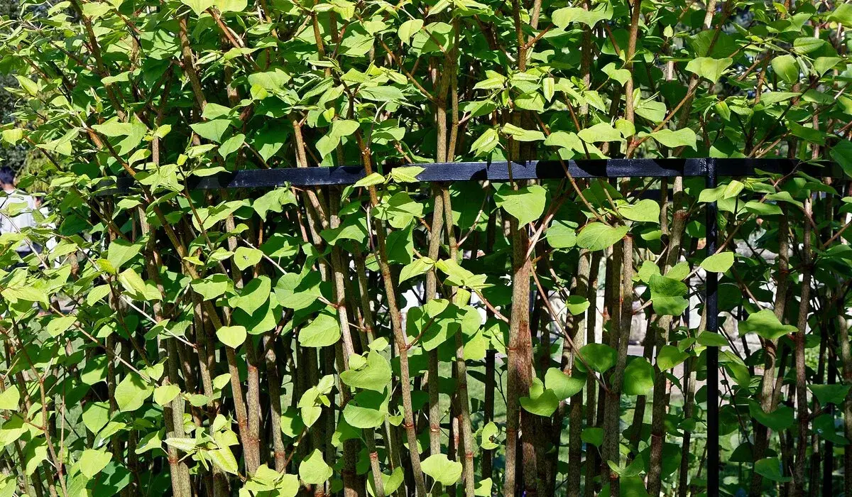 Japanese knotweed survey example, dense knotweed stems and shield shaped leaves growing through railings